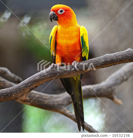 Sun Conure Sun Conure 10532156