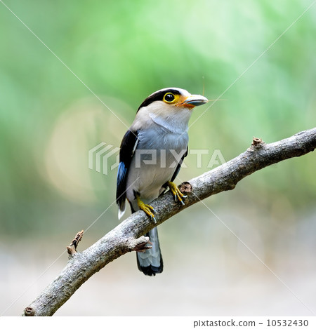 female Silver-breasted Broadbill 10532430