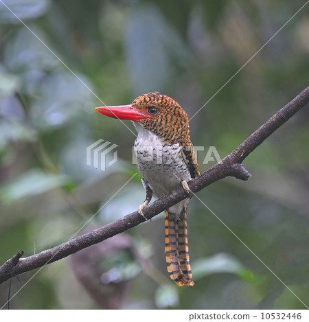 female Banded Kingfisher female Banded Kingfisher 10532446