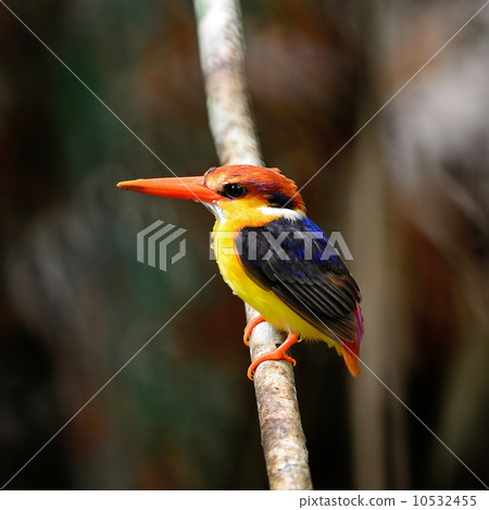 Black-backed Kingfisher Black-backed Kingfisher 10532455