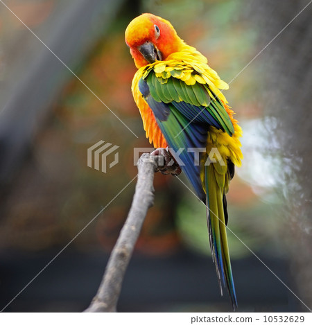 Sun Conure 10532629