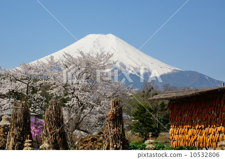 Fuji from Oshino 10532806