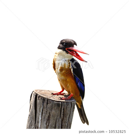 Black-capped Kingfsiher Black-capped Kingfsiher 10532825