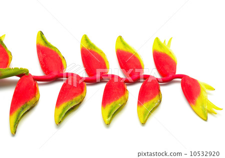 Hanging Heliconia 10532920