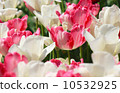 Cute tulip flowers Sexy Lady and Snow White 10532925