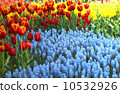 Muscari flowers and tulips 10532926