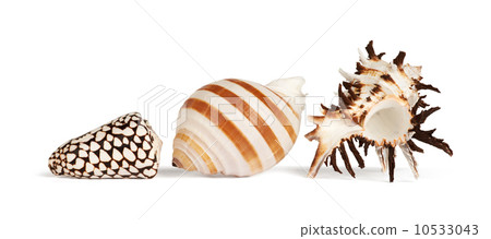 Sea Shells  10533043