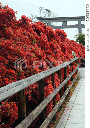 Nagaoka Tenman-gu的霧島杜鵑花1 10533060
