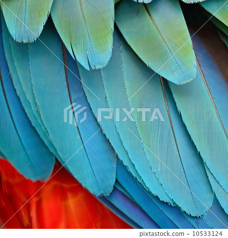 Harlequin Macaw feathers 10533124
