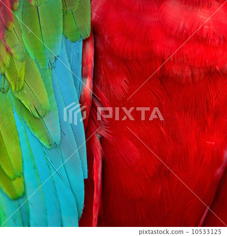 Greenwinged Macaw feathers 10533125
