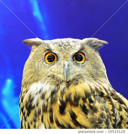 Eurasian Eagle Owl 10533128
