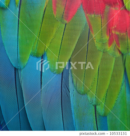 Greenwinged Macaw feathers 10533131