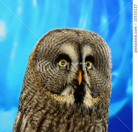 Great Grey Owl 10533137