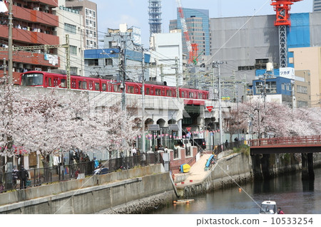 Cherry blossoms of Ooka River in Yokohama and Keihin Kyuko 10533254