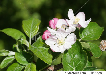 Buds and flowers of apples 10533288