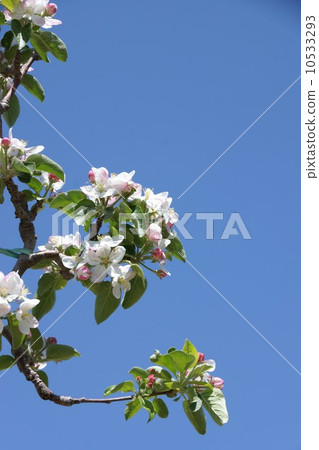 Buds and flowers of apples 10533293