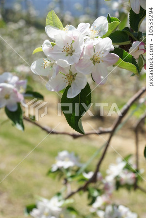 蘋果芽和花 蘋果芽和花 10533294