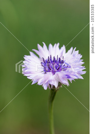 Yagurumagiku 10533385