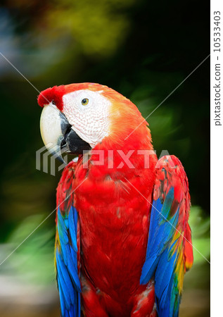Scarlet Macaw Scarlet Macaw 10533403