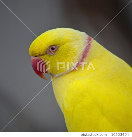 Yellow Indian Ring-necked Parakeet Yellow Indian Ring-necked Parakeet 10533404