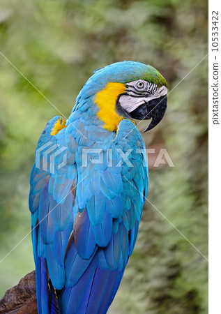 Blue and Gold Macaw Blue and Gold Macaw 10533422