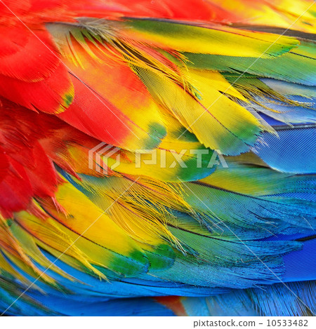 Scarlet Macaw feathers Scarlet Macaw feathers 10533482
