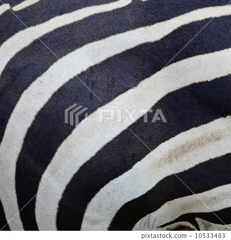 Common Zebra skin 10533483