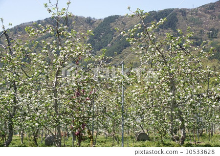 Buds and flowers of apples Buds and flowers of apples 10533628