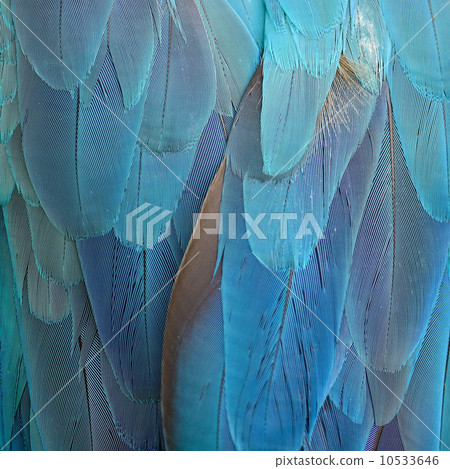 Blue and Gold Macaw feathers 10533646