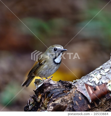 White-gorgeted Flycatcher White-gorgeted Flycatcher 10533664