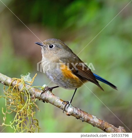 female Himalayan Bluetail 10533796