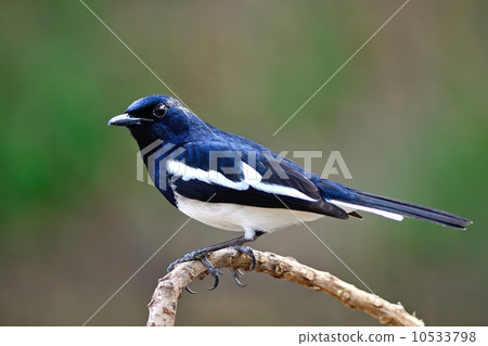 male Oriental Magpie Robin 10533798