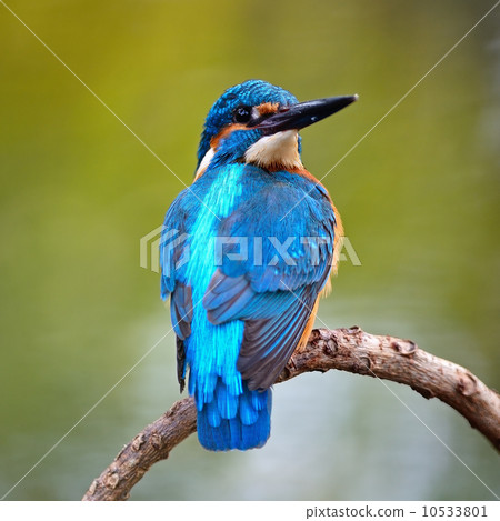 male Common Kingfisher 10533801