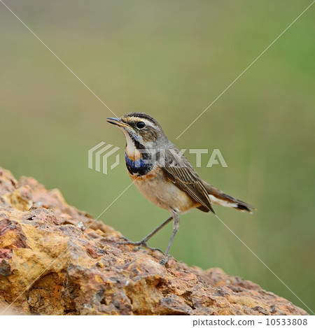male Bluethroat male Bluethroat 10533808