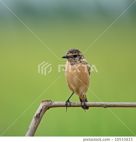 female Eastern Stonechat 10533815