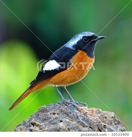male Daurian Redstart 10533909