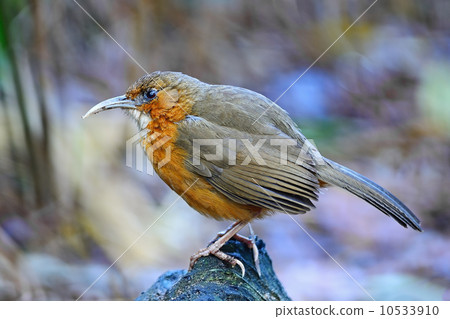 Rusty-cheeked Scimitar-babbler 10533910