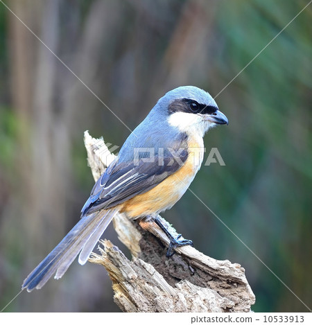 Grey-backed Shrike 10533913
