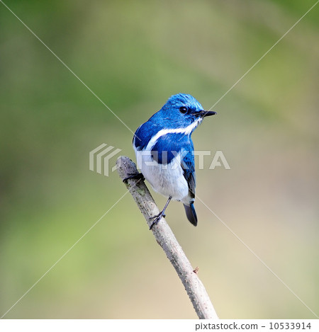 male Ultramarine Flycatcher 10533914