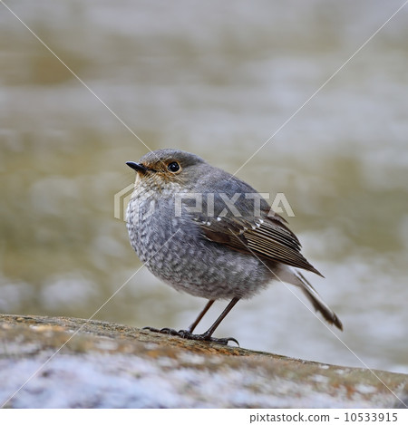 female Plumbeous Redstart 10533915