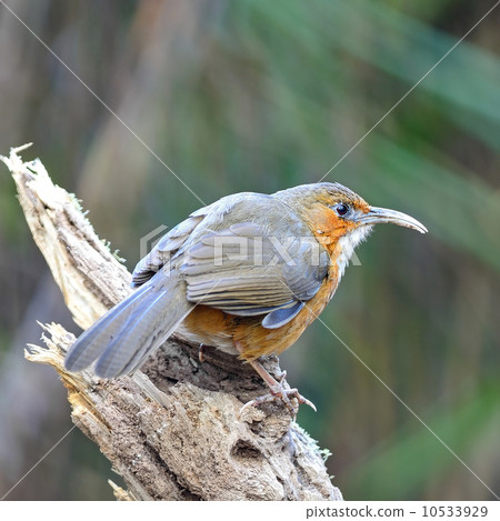 Rusty-cheeked Scimitar-babbler 10533929