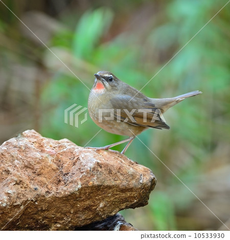 male Siberian Rubythroat 10533930