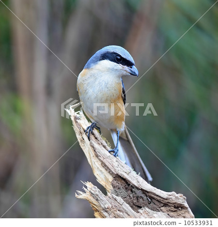 Grey-backed Shrike Grey-backed Shrike 10533931