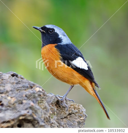 male Daurian Redstart 10533932