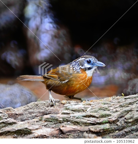 Spot-necked Babbler 10533962