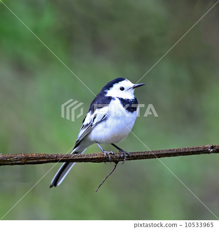male White Wagtail 10533965