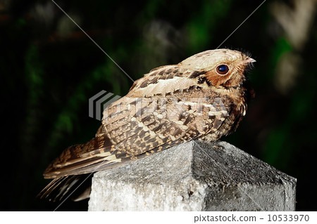 Indian Nightjar Indian Nightjar 10533970