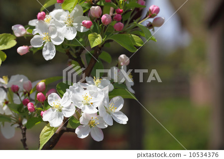 Hymelingo花 Hymelingo花 10534376