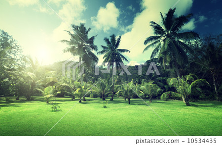 field of grass and coconut palms on Praslin island, Seychelles 10534435