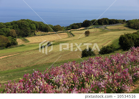 春天的下午花剪刀 10534516